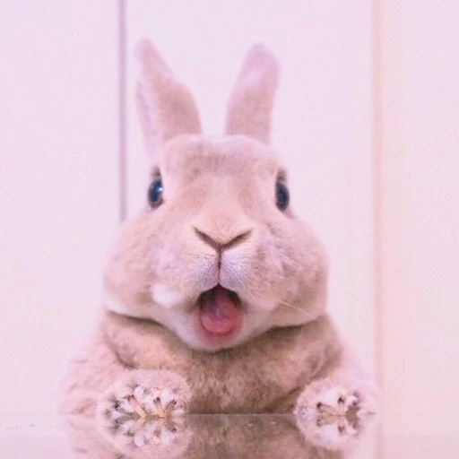 🐰 Стикер «᭝݊sOft rabbit ⵓ ⿴༘͜᭼̣ꪆ» для Telegram