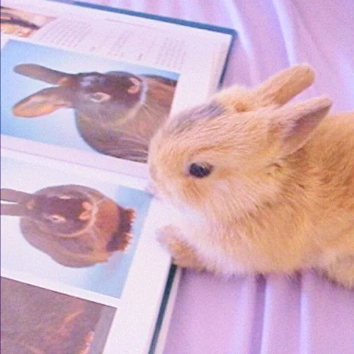🐰 Стикер «᭝݊sOft rabbit ⵓ ⿴༘͜᭼̣ꪆ» для Telegram