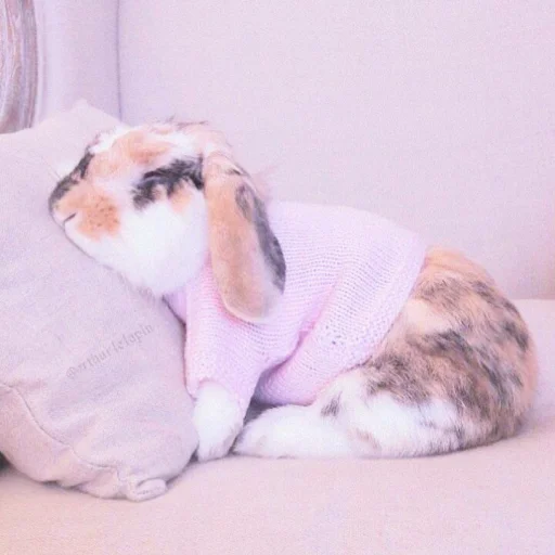 🐰 Стикер «᭝݊sOft rabbit ⵓ ⿴༘͜᭼̣ꪆ» для Telegram