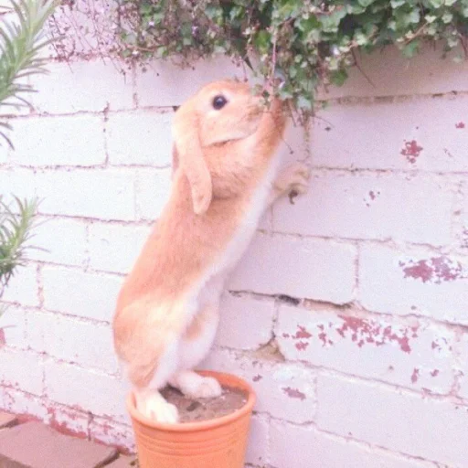 🐰 Стикер «᭝݊sOft rabbit ⵓ ⿴༘͜᭼̣ꪆ» для Telegram