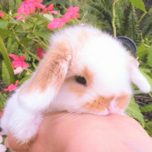 🐰 Стикер «᭝݊sOft rabbit ⵓ ⿴༘͜᭼̣ꪆ» для Telegram