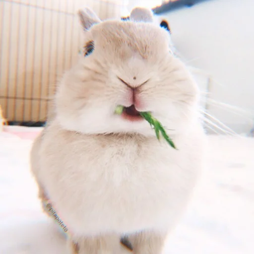 🐰 Стикер «᭝݊sOft rabbit ⵓ ⿴༘͜᭼̣ꪆ» для Telegram