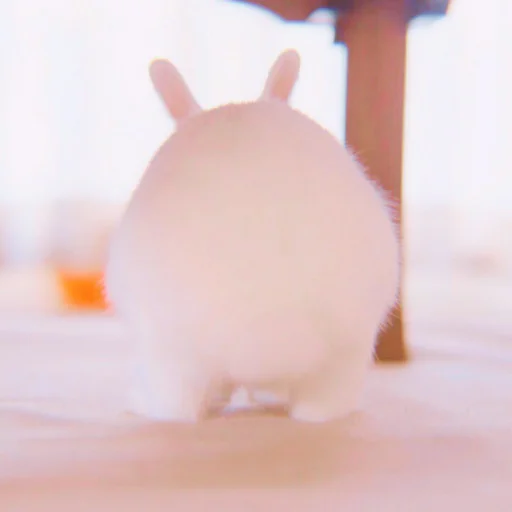 🐰 Стикер «᭝݊sOft rabbit ⵓ ⿴༘͜᭼̣ꪆ» для Telegram