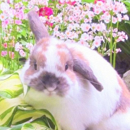 🐰 Стикер «᭝݊sOft rabbit ⵓ ⿴༘͜᭼̣ꪆ» для Telegram
