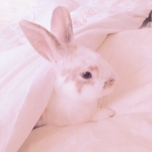 🐰 Стикер «᭝݊sOft rabbit ⵓ ⿴༘͜᭼̣ꪆ» для Telegram