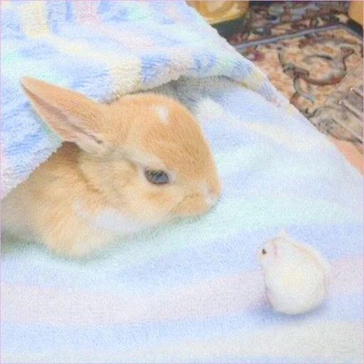🐰 Стикер «᭝݊sOft rabbit ⵓ ⿴༘͜᭼̣ꪆ» для Telegram