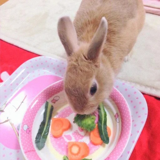 🐰 Стикер «᭝݊sOft rabbit ⵓ ⿴༘͜᭼̣ꪆ» для Telegram