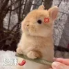 🤩 Эмодзи «🤩кроликсы» для Telegram