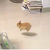 🤩 Эмодзи «🤩кроликсы» для Telegram