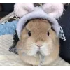 🤩 Эмодзи «🤩кроликсы» для Telegram