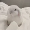🤩 Эмодзи «🤩кроликсы» для Telegram