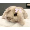 🤩 Эмодзи «🤩кроликсы» для Telegram