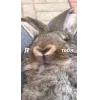 🤩 Эмодзи «🤩кроликсы» для Telegram