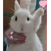 🤩 Эмодзи «🤩кроликсы» для Telegram