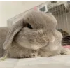 🤩 Эмодзи «🤩кроликсы» для Telegram