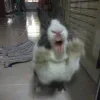 🤩 Эмодзи «🤩кроликсы» для Telegram