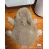 🤩 Эмодзи «🤩кроликсы» для Telegram