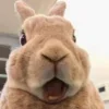 🤩 Эмодзи «🤩кроликсы» для Telegram