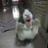 🤩 Эмодзи «🤩кроликсы» для Telegram