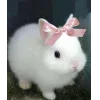 🤩 Эмодзи «🤩кроликсы» для Telegram