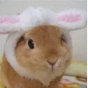 🤩 Эмодзи «🤩кроликсы» для Telegram
