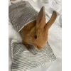 🤩 Эмодзи «🤩кроликсы» для Telegram