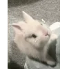 🤩 Эмодзи «🤩кроликсы» для Telegram