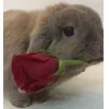 🤩 Эмодзи «🤩кроликсы» для Telegram