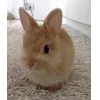 🤩 Эмодзи «🤩кроликсы» для Telegram