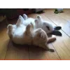 🤩 Эмодзи «🤩кроликсы» для Telegram