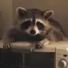 🌟 Эмодзи «Raccoon» для Telegram