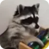 🌟 Эмодзи «Raccoon» для Telegram