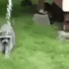 🌟 Эмодзи «Raccoon» для Telegram