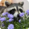 🌟 Эмодзи «Raccoon» для Telegram