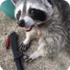 🌟 Эмодзи «Raccoon» для Telegram