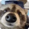 🌟 Эмодзи «Raccoon» для Telegram