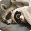 🌟 Эмодзи «Raccoon» для Telegram