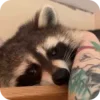 🌟 Эмодзи «Raccoon» для Telegram