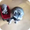 🌟 Эмодзи «Raccoon» для Telegram