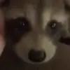 🌟 Эмодзи «Raccoon» для Telegram