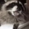 🌟 Эмодзи «Raccoon» для Telegram