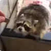 🌟 Эмодзи «Raccoon» для Telegram
