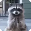 🌟 Эмодзи «Raccoon» для Telegram