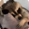 🌟 Эмодзи «Raccoon» для Telegram