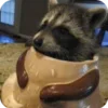 🌟 Эмодзи «Raccoon» для Telegram