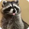 🌟 Эмодзи «Raccoon» для Telegram