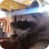 🌟 Эмодзи «Raccoon» для Telegram