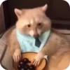 🌟 Эмодзи «Raccoon» для Telegram