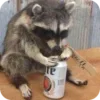 🌟 Эмодзи «Raccoon» для Telegram