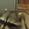 🌟 Эмодзи «Raccoon» для Telegram